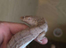 Unrelated Adult Pair Mulga Monitor