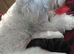 Maltipoo puppies