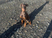 Beautiful family dobermanns *4 pups 1 girl 3 boys*