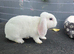 Mini plush lop