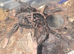 Tarantulas for sale