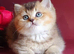 READY TO RESERVE Stunning golden shaded male British shorthair kitten