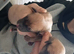 13th generation working lurcher pups