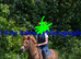 12.2 Dartmoor hill pony for sale