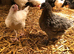 White leghorn pullets