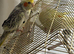 Male and female Cockataiels