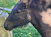 Registered fell pony colt foal