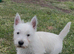 Beautiful west highland terrier last boy available