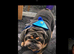 English bulldog