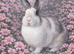 Mini Rex cross bunnies