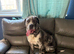 Beautiful female Merle cane corso cross