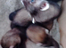 Half micro ferrets