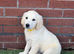 KC Reg Golden Retriever Puppies