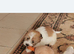 Shih tzu xj jorkie