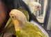 Silly tamed Conure babies, 11 weeks