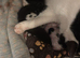 Kittens available PRICES BELOW
