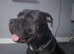 Blue cane corso