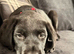 Black Labrador