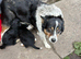 Border Collie Pups