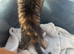 kittens available to reserve