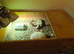 Almost 6 year old tortoise with full setup