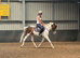 15hh Skewbald Sports Horse