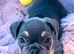 7 pure-bred Lilac and Chocolate Puppies