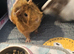 3 female guinea pigs