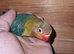 Fisher male love bird