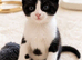 Oreo – Gorgeous Black and White British Shorthair Cross Kitten