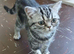 Bsh. Silver Classic Tabby boy.