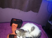 Pretty female kitten