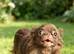 Chocolate apple head female chihuahua