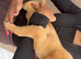 8 beautiful Labrador puppies