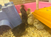 3 day old chicks