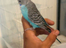 Hand Tame Baby Budgies Steps Up