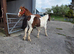 Yearling filly