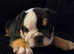 Last 2 beautiful English bulldogs