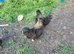 For sale x2 black silkies cocrels