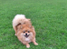 Beautiful pom pups due now!