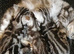 Bsh. Silver Tabby. ACTIVE/Nonactive. TICA