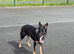 Gorgeous 10 month old GSD