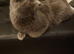 Male cat for sale