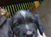 4 beautiful springer spaniel boys