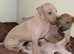 KC Reg Italian Greyhounds