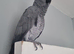 Female African Grey