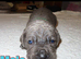 7 cane corso puppies for sale