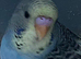 Budgies available 2x boys 1x girl