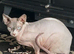 Sphynx
