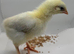 Mixed breed chicks - 10 days old